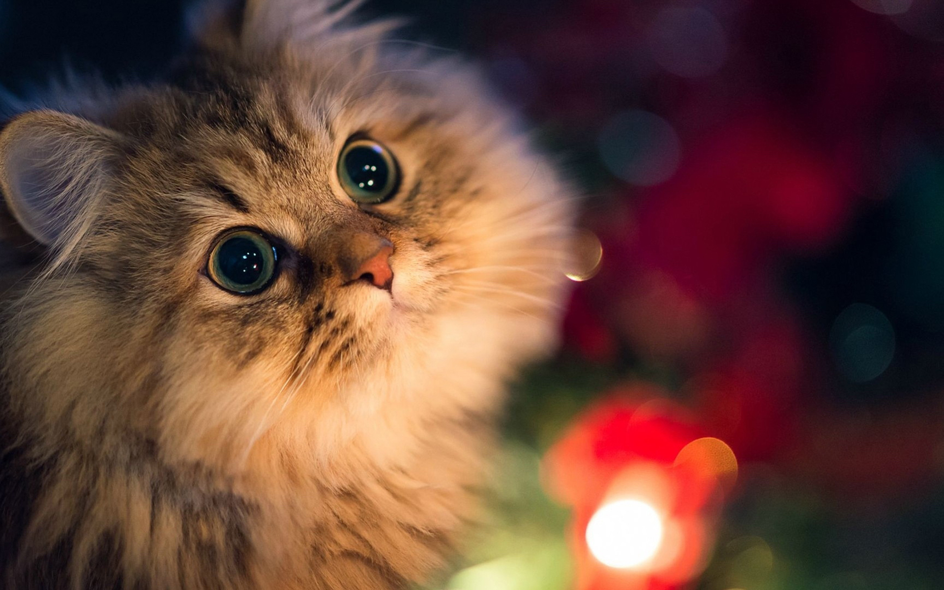 【多规格】粉丝地方 dsfsfsd粉丝地方 asdasd服务。dsfsfsd粉丝地方。dsfsfsd粉丝地方 dsfsfsd粉丝地方 asdasd服务。dsfsfsd粉丝地方。dsfsfsd粉丝地方 dsfsfsd粉丝地方 asdasd服务。dsfsfsd粉丝地方。